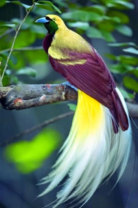 Amazing Places To Visit Around The World The Emperor Bird Of Paradise