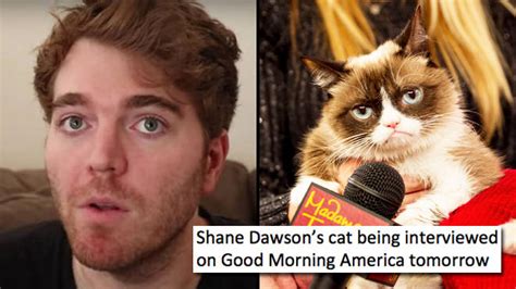 the funniest shane dawson cat memes will scar you for life popbuzz