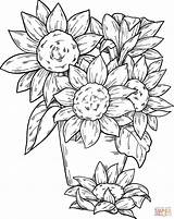 Sunflowers Printable Sunflower Supercoloring Colorings sketch template