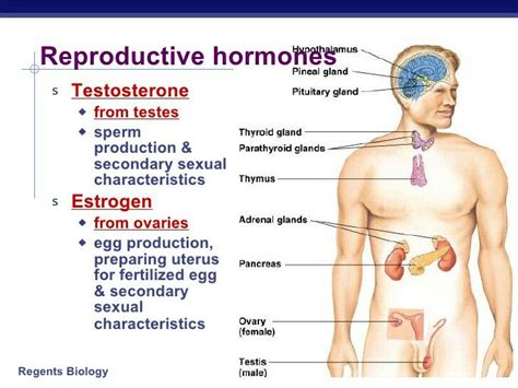 2 Hormones Play An Important Role In Both Male And Female Reproductive