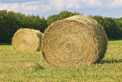 texas  southwestern cattle raisers foragefax feeding hay  reduce waste