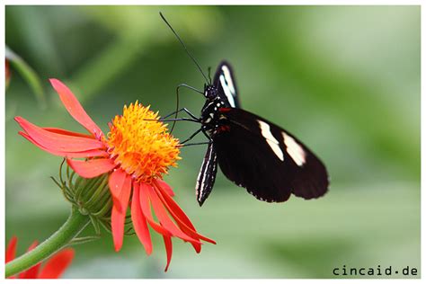 schmetterling butterfly iv foto bild tiere wildlife
