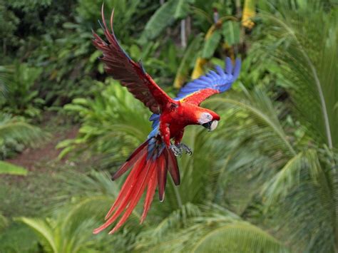 scarlet macaw latest facts  wildlife photographs
