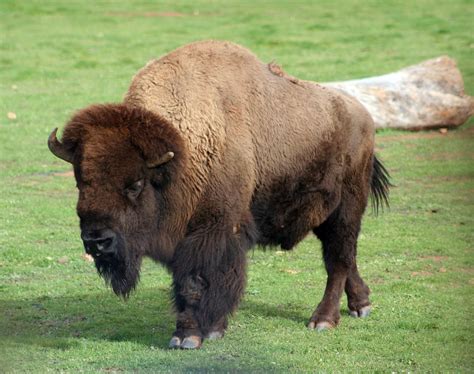 american bison  photo  freeimages