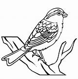 Sparrow Clip Birds Bird Clipart Coloring Drawing Worksheet Pages Kindergarten Line Outline Color Insects Printable Chipping Fruit Iii Cartoon Animals sketch template