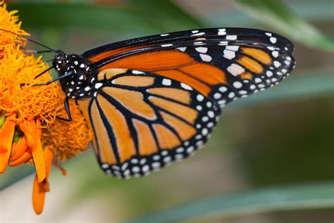 monarch wings  ohio campaign launches  aggressive effort