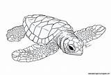 Sea Turtle Drawing Baby Leatherback Coloring Turtles Pages Probably Bio Started Ago While Getdrawings Visit Choose Board sketch template