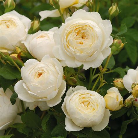rose claire austin white flower farm