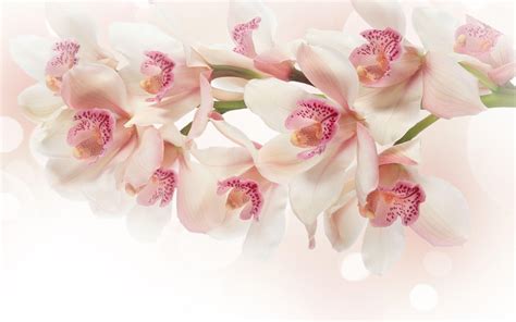 White Orchid Wallpapers Wallpaper Cave
