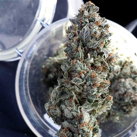 ways  improve cannabis bud quality grow weed easy