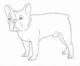 Bulldog French Coloring Pages Drawing Line Printable Bull Color Getcolorings Print Getdrawings Popular sketch template