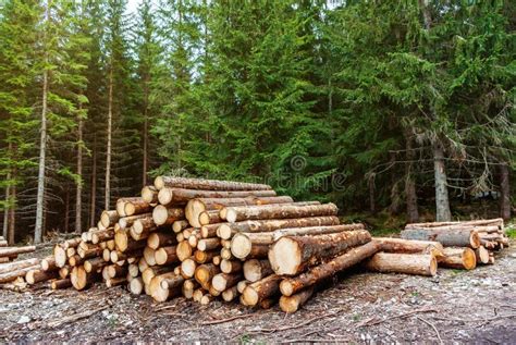 freshly cut pine logs piled   forest logging deforestation