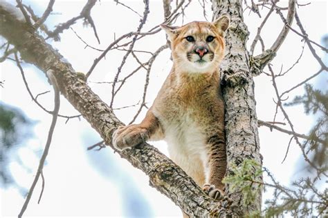 The Cat Came Back Canada’s Cougar Comeback Canadian Geographic