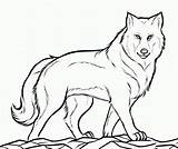Wolf Coloring Baby Pages Library Clipart Gray Drawing sketch template
