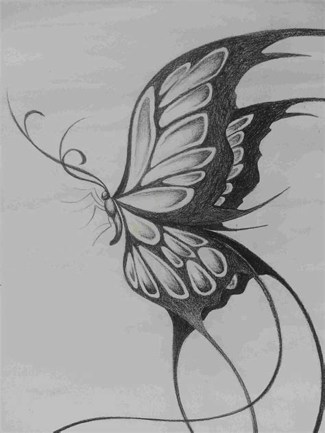 butterfly drawings  pencil  paintingvalleycom explore collection