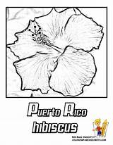 Coloring Puerto Rico Flower Pages State Rican Kids Hibiscus Book Flag Flowers Island Clipart Printable Tattoos Oregon Worksheets Drawing Drawings sketch template