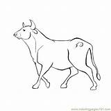 Bull Coloring Pages Ferdinand Kids Charging Adults Template Popular Coloringhome sketch template