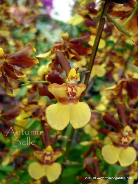 My Tropical Plants Finder Orchid Oncidium Green Valley Honey Sweet