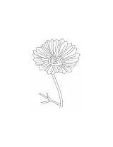 Cosmos Flower Coloring Ornamental Yellow sketch template