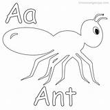 Coloring Coloringfolder Ants Preschoolers sketch template