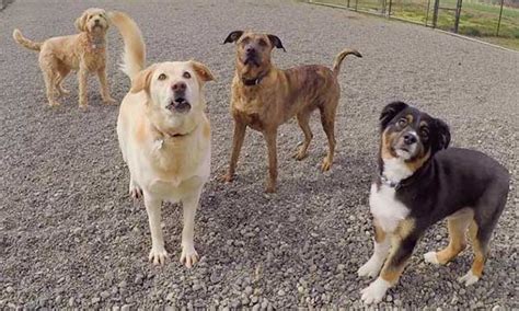 trusted dog daycare  lynden wa rover stay