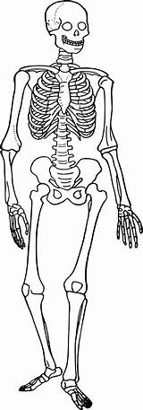 Skeleton Vertebrate Vertebrates Skeletons Coloring Human Comparing Choose Board Biologycorner Anatomy Book sketch template
