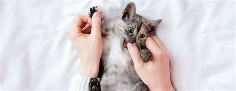 small grey kitten biting owners thumb