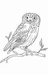 Owl Coloring Barn Color Pages Owls Realistic Drawing Colouring Sweet Getcolorings Printable Ausmalbilder Getdrawings Gemerkt Von Momjunction Kinder sketch template