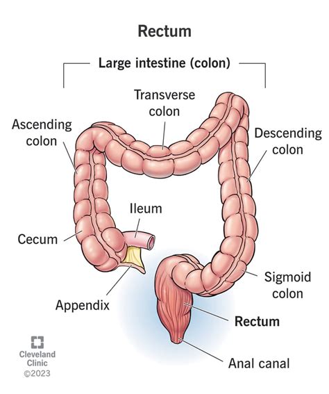 rectum function anatomy length and location