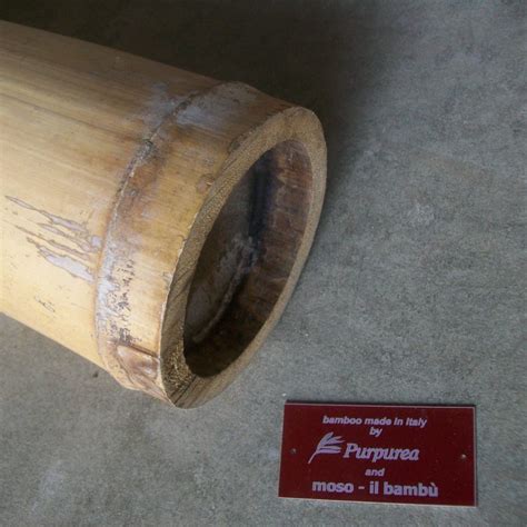 Se vuoi recintare il giardino, il terrazzo o il balcone con una recinzione di bambù, scopri su pg casa tutti i pro e i contro di questo . Canne di bambu': diam. 10+ cm - Madeinbamboo