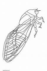 Cicada Cigarras Flashcards Insects Designlooter Flashcard sketch template