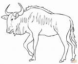 Wildebeest Gnu Springbok Antelope Dibujo Antelopes Striato Mammals Kumpulan Supercoloring Designlooter Template sketch template