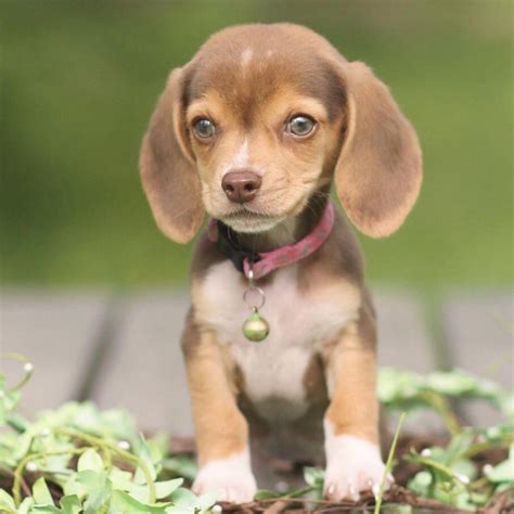 teacup beagle puppy  sale  images