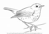 Thrush Hermit Drawing Draw Step Tutorials Birds Drawingtutorials101 sketch template