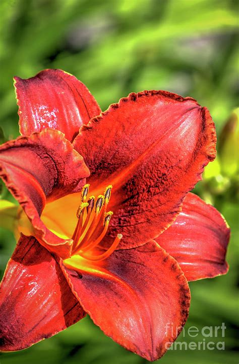 Orange Red Tiger Lily Flower Photograph By David Zanzinger