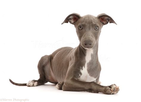 dog blue italian greyhound puppy  months  photo wp