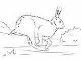 Hare Hares Mammals Runs sketch template