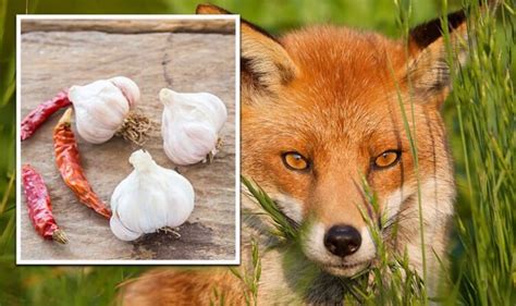 5 Scents To Naturally Repel Foxes From Your Garden For Good Uk