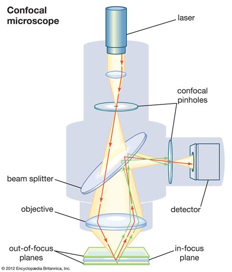 confocal microscope instrument britannica