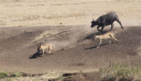 Buffalo Herd Saves Calf From Lion Attack Mens Journal