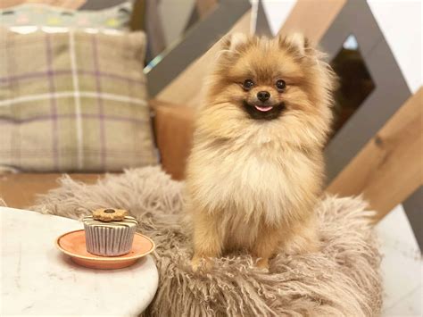 cutest small dog breeds top  revealed dog club life