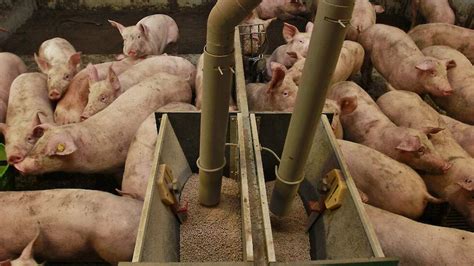 internationaal onderzoek naar verspreiding afrikaanse varkenspest  voer pigbusinessnl