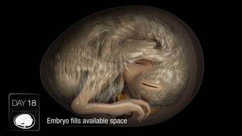 Découvrez Comment Un Embryon De Poule Se Développe à Lintérieur De Son