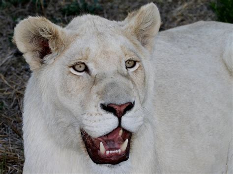 white lion female   photo  freeimages