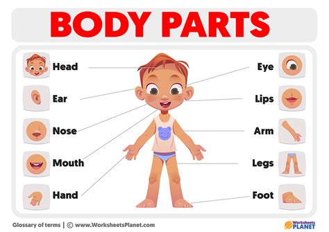 body parts  kids
