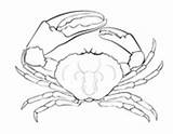 Coloring Pages Crustacean Tasmanian Crab Giant sketch template