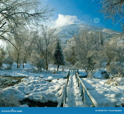 amazing snowy winter  kazakhstan  december stock photo image  forest calm