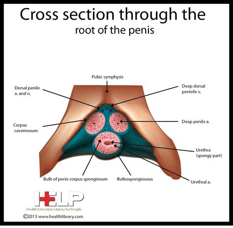cross section through the root of the penis male reproductive system