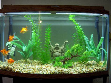 Aquarium Tank Setup Ideas Pictures of our tanks to give ideas to 