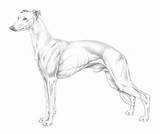 Whippet Illustrations Nomenclature Fci sketch template